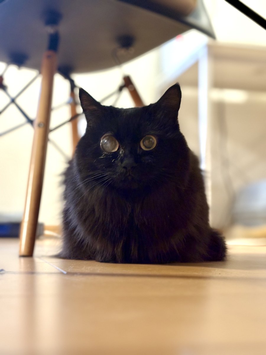 すがこ tweet media