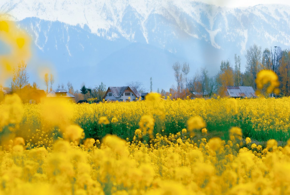 Mir Auqib tweet media