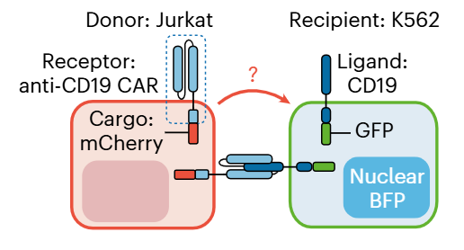 Stanley Qi tweet media