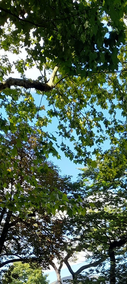 carmen martinez tweet media