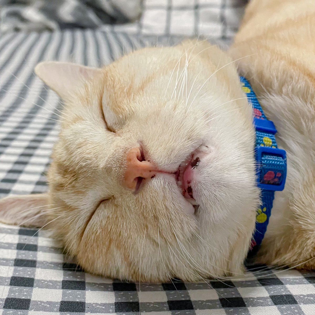 ' 王丽린 ✿ ᴾᴸᴸᴵ (slow) tweet media