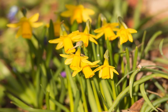 MomentsintheG's tweet image. The April garden starts with an array of daffodils.  You can never have enough of this cheery Spring bulb.  #daffodil #springbulbs #aprilgarden #cheeryplants #floralphotography #momentsinthegardenphotography