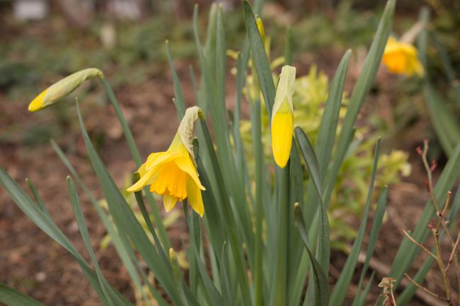 MomentsintheG's tweet image. The April garden starts with an array of daffodils.  You can never have enough of this cheery Spring bulb.  #daffodil #springbulbs #aprilgarden #cheeryplants #floralphotography #momentsinthegardenphotography