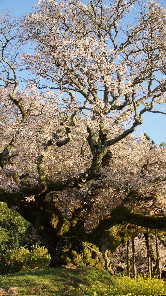 まんぐろーぶ tweet media