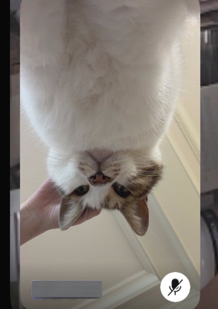 우리집 삐치고양이 tweet media