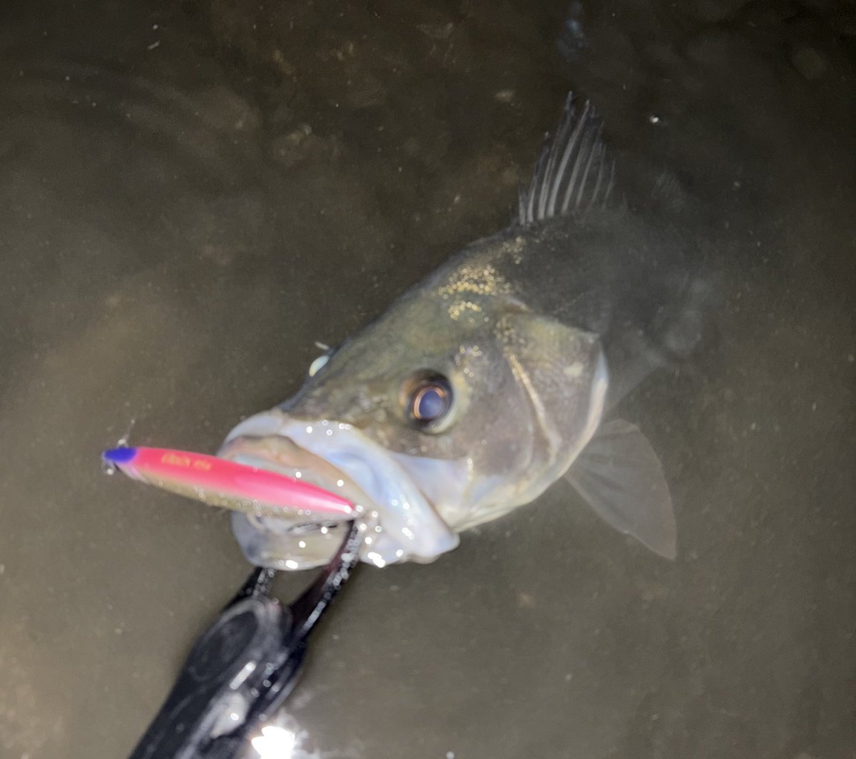 よす YOSHIHIRO SHIBUYA tweet media