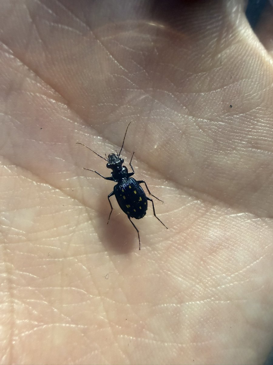 なべっちょ🦀 tweet media