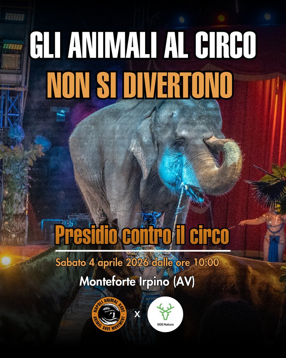 Napoli Animal Save tweet media