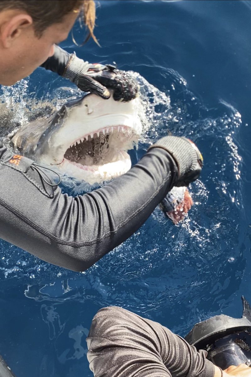 Chef Donny tweet media