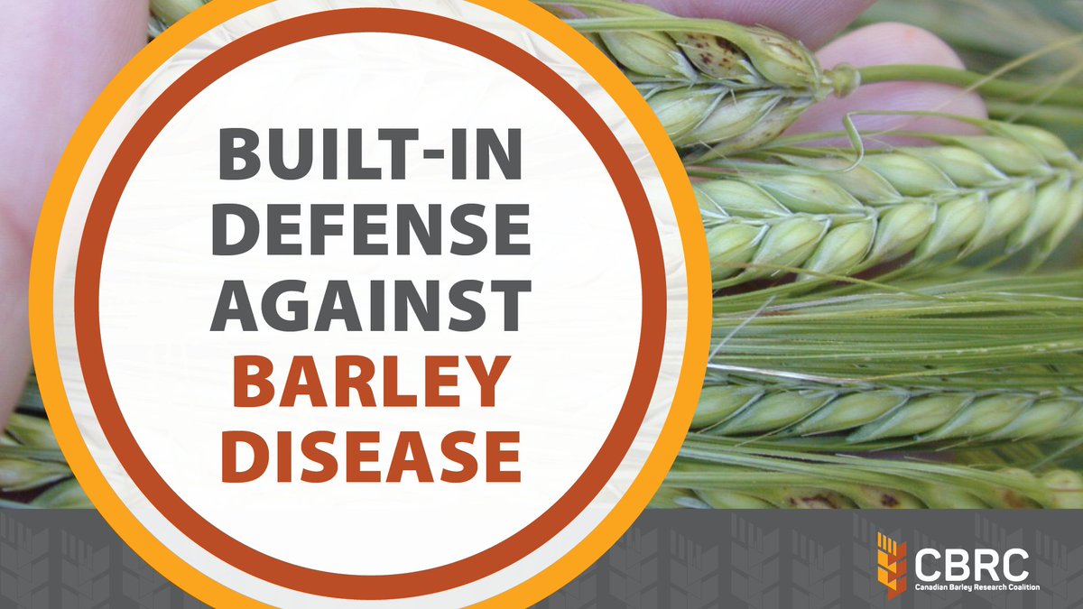 Canadian Barley Research Coalition tweet media