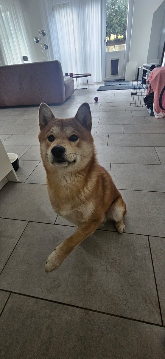 Mochi 🍡 tweet media