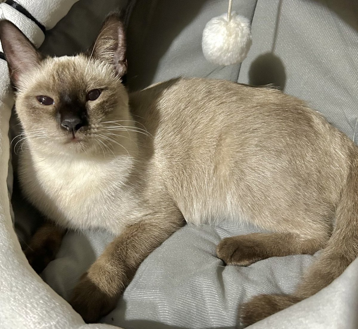 Angelica Gungab tweet media