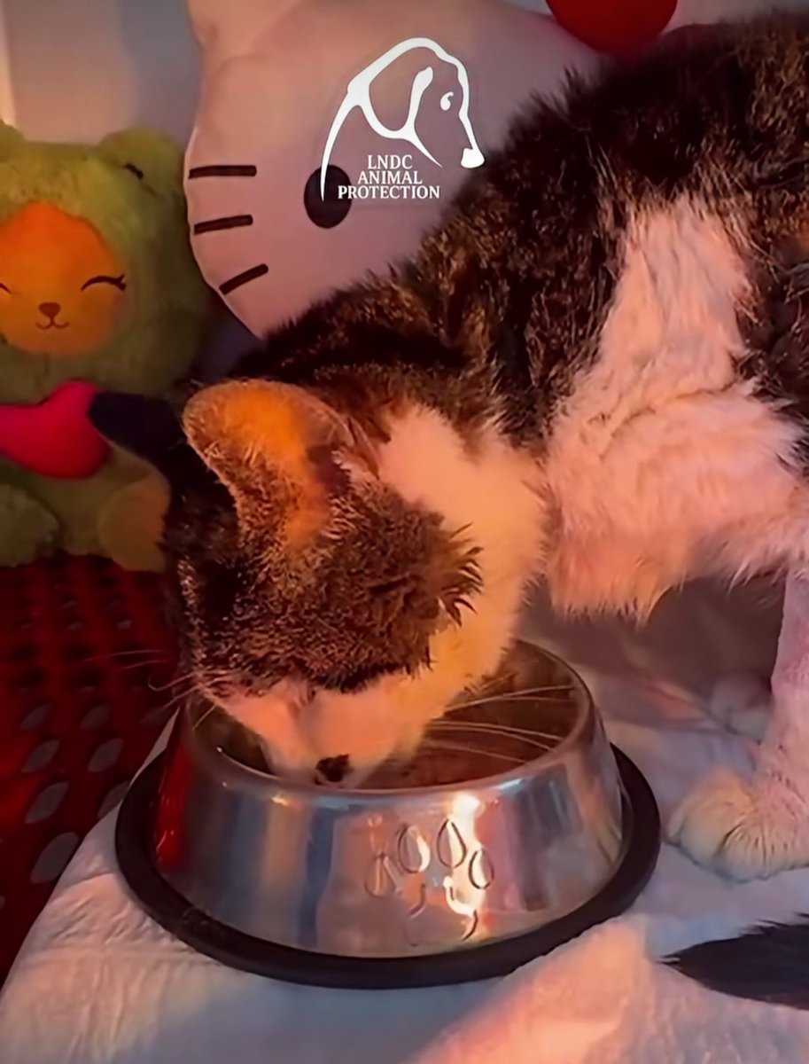 Donatella Chiodi #spuntablu tweet media