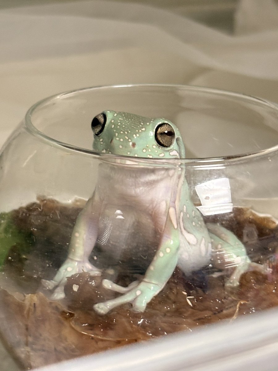 MlemTea 𓆏 tweet media