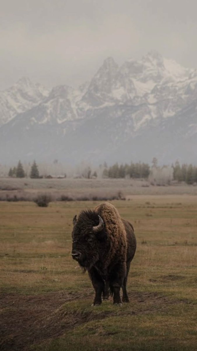 The Bull Moose Project tweet media