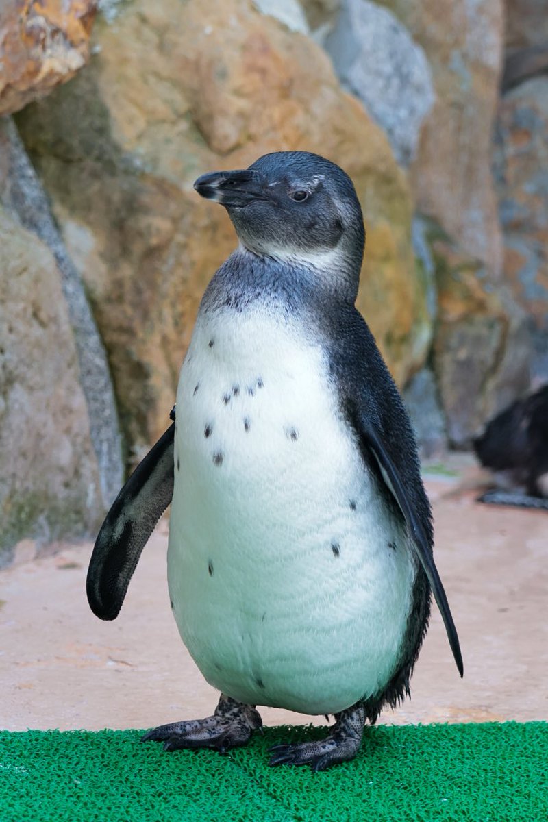 ハル🦤 tweet media