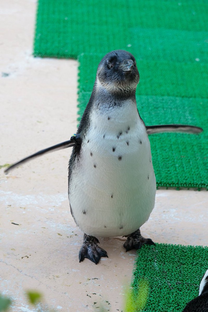 ハル🦤 tweet media