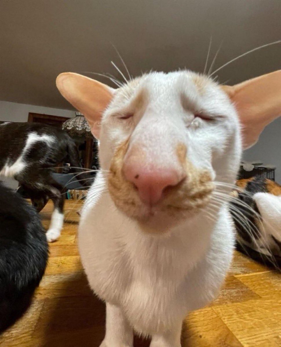 chmknnugget tweet media