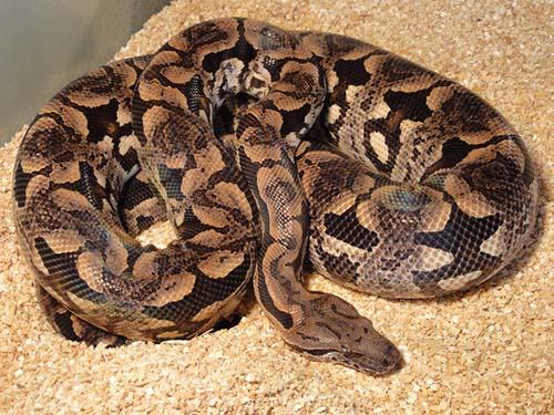 Arojinle tweet media