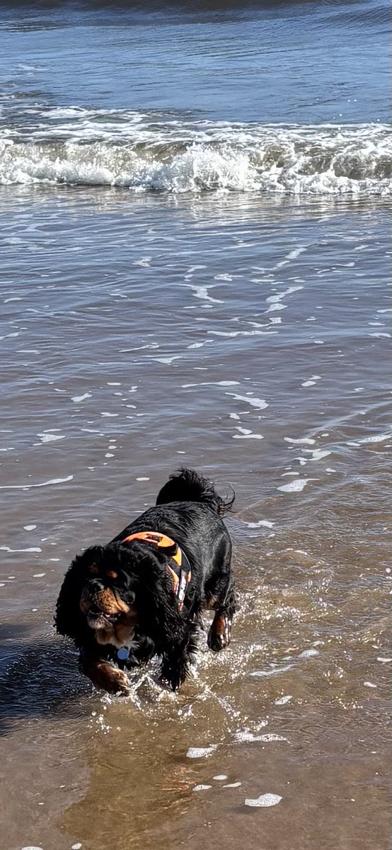 You guessed it, straight in the water 🏴󠁧󠁢󠁳󠁣󠁴󠁿🏖️🌊