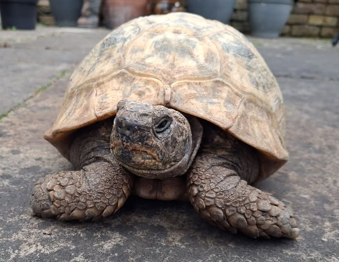 AlbertTortoise's tweet image. The sun appeared. This is #ALBERTthetortoise reporting HE started to work through #garden chores I identified. I supervised. Plant flattening went well. Good #feed. Hope it's a good #Easter #weekend for all. #TakeCare AlbertTortoise.com
#tortoise #face #bookseries #reptile