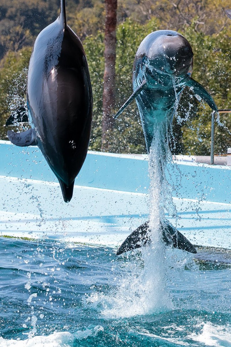 ハル🦤 tweet media