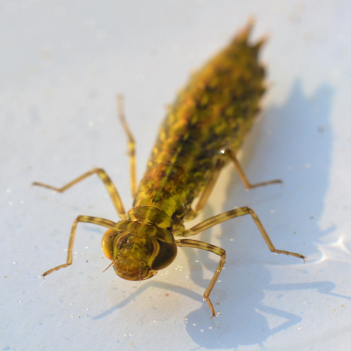 Give A Shit About Nature tweet media