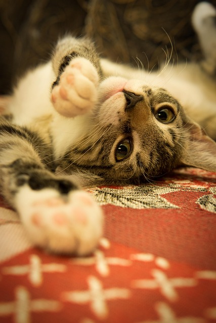 Sterling Lowry tweet media