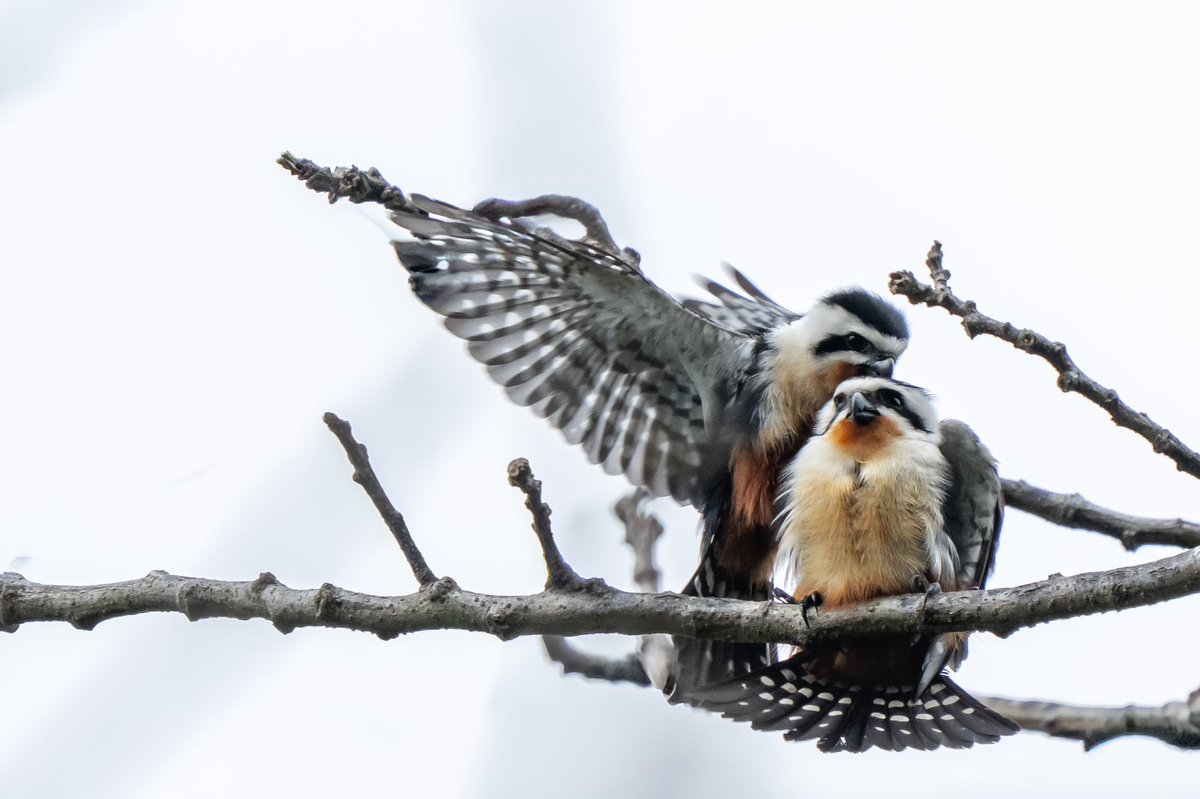 Aniket 🏳️🌈🏳️⚧️(he/him) tweet media