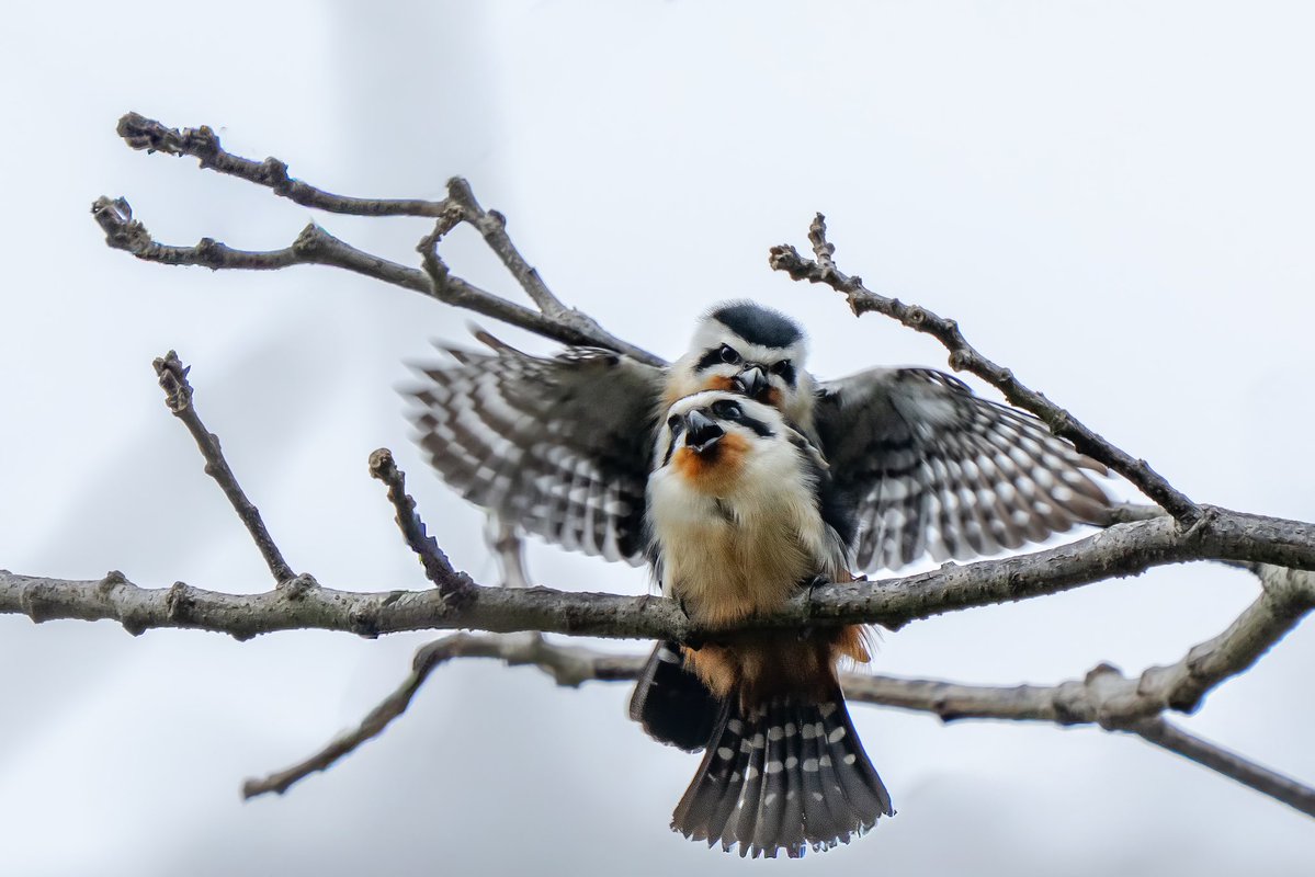 Aniket 🏳️🌈🏳️⚧️(he/him) tweet media