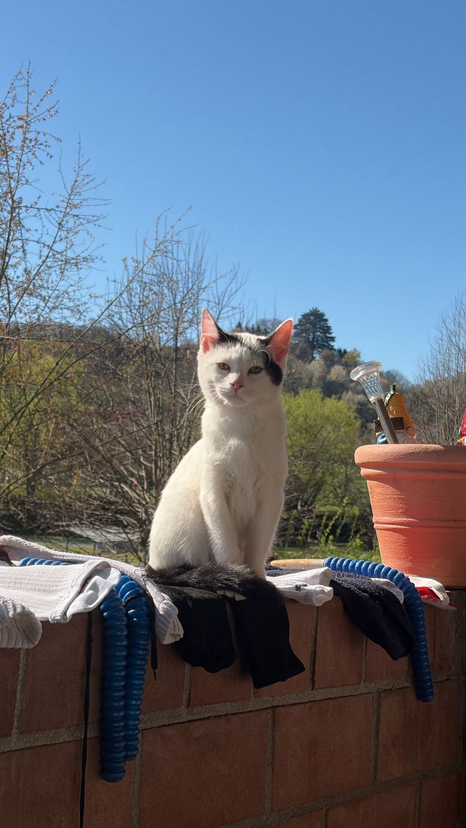 Benedetto Ben Croce tweet media