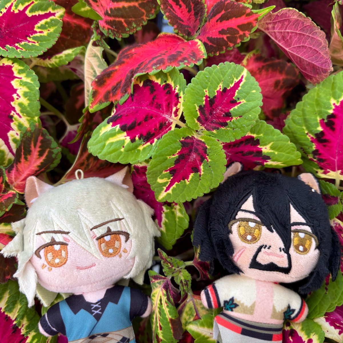 Usedpillow tweet media