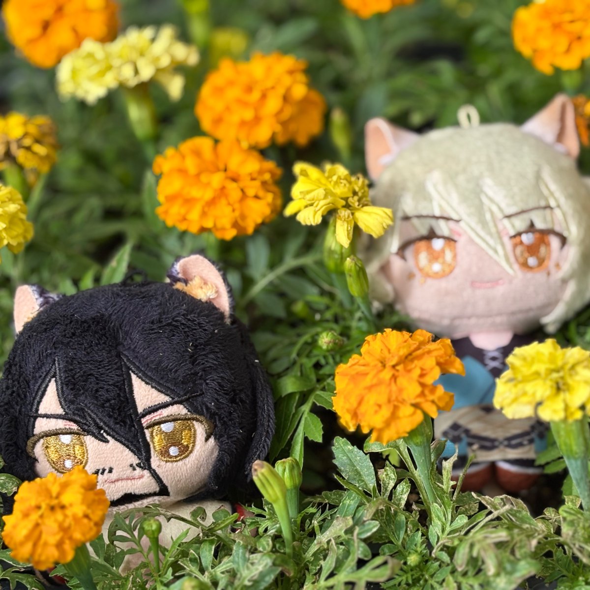 Usedpillow tweet media