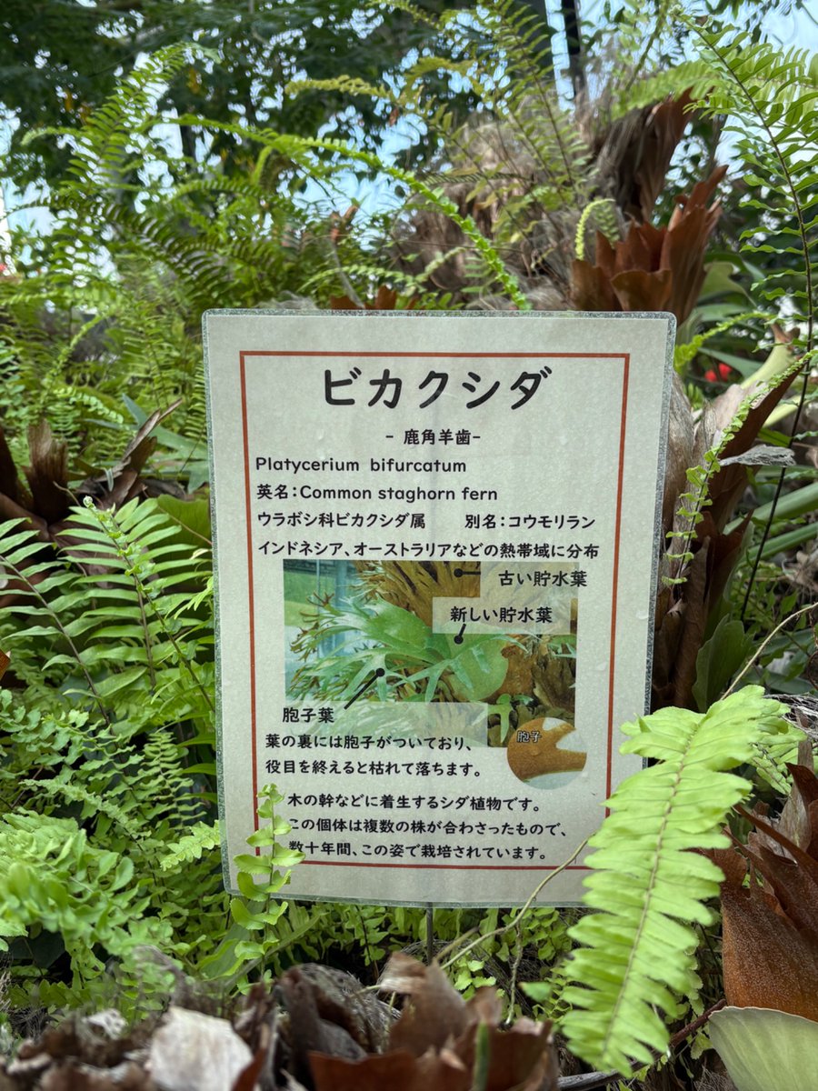 Ryu 🐰りゅうひよこ@CommOpen tweet media