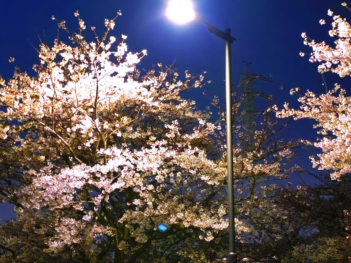 トモゴマフ tweet media