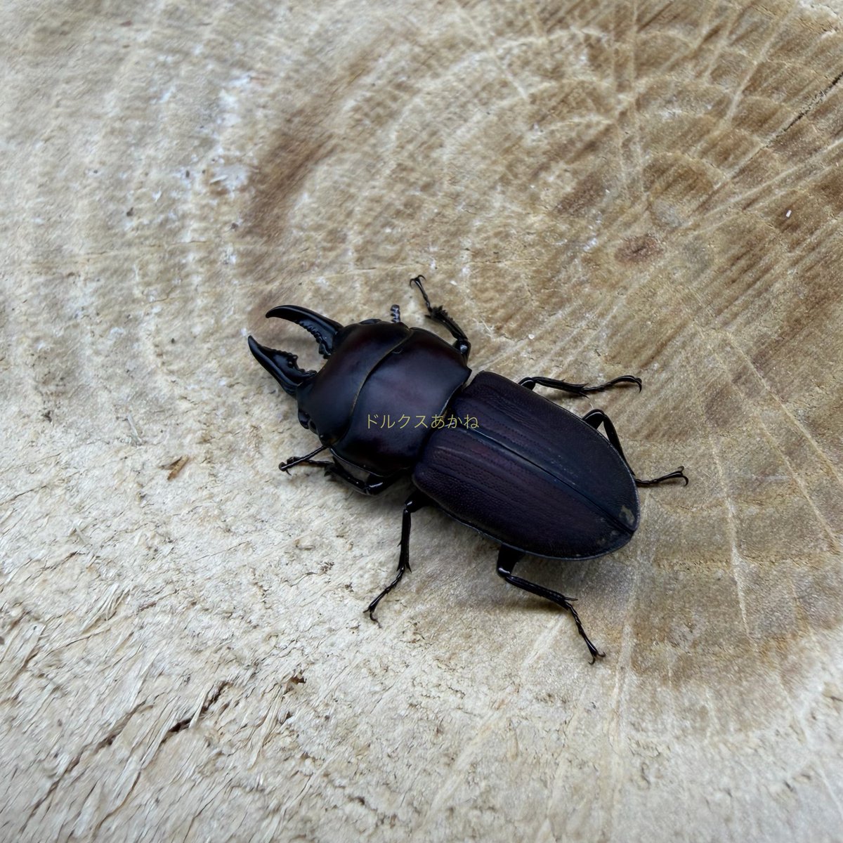 YUTA(ドルクスあかね～メダカと昆虫) tweet media