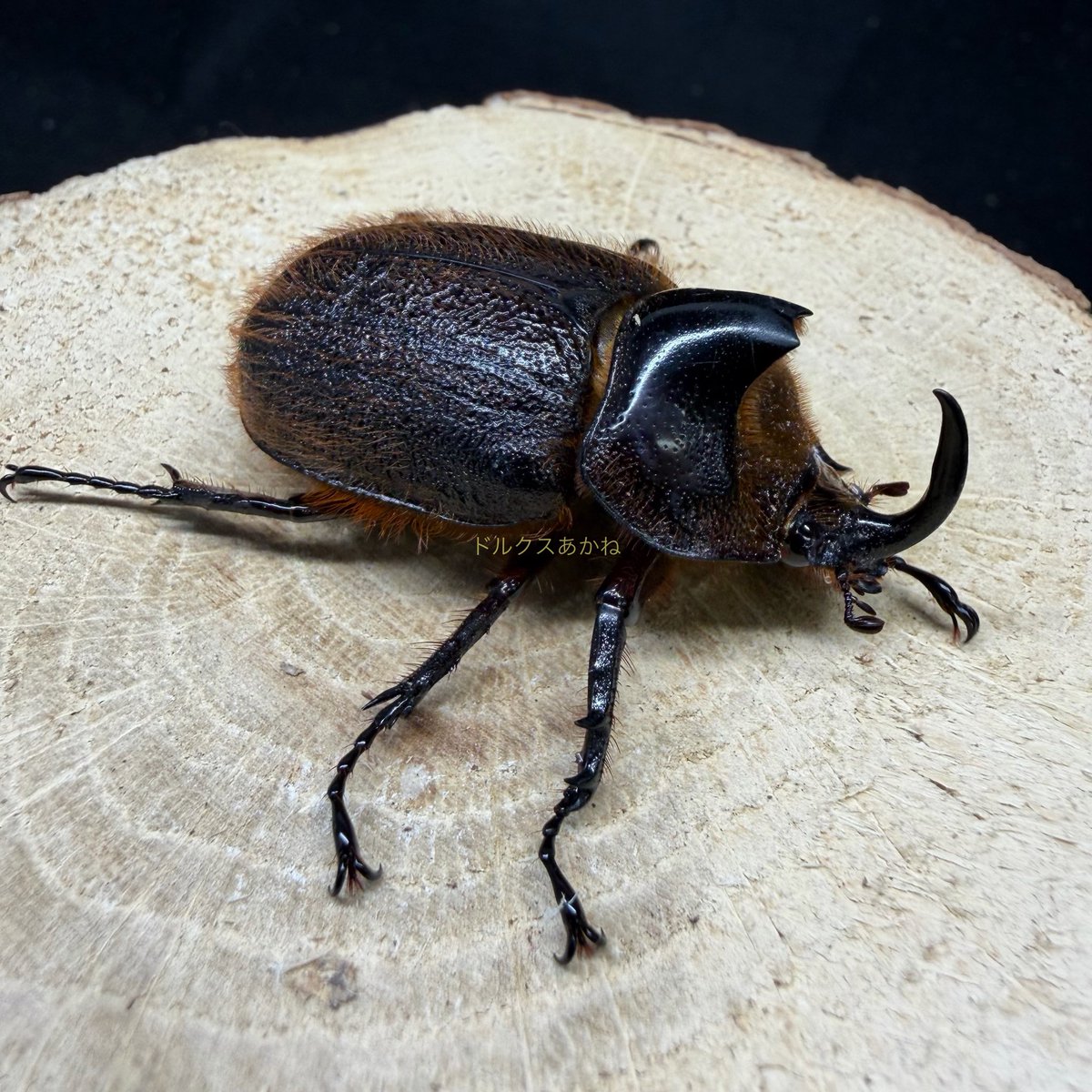 YUTA(ドルクスあかね～メダカと昆虫) tweet media