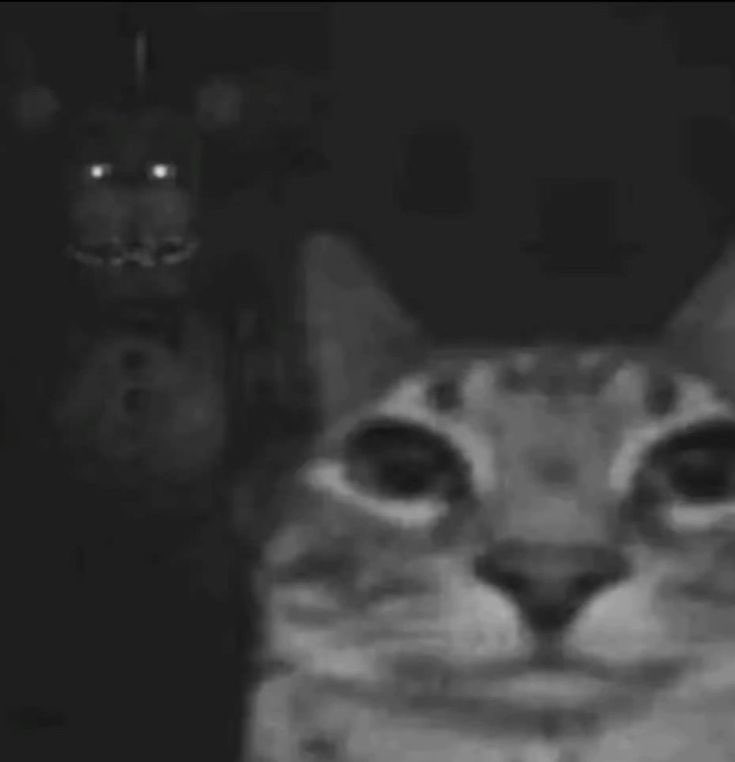 ˚⟡˖ ࣪ an indoor cat˚⟡˖ ࣪ tweet media