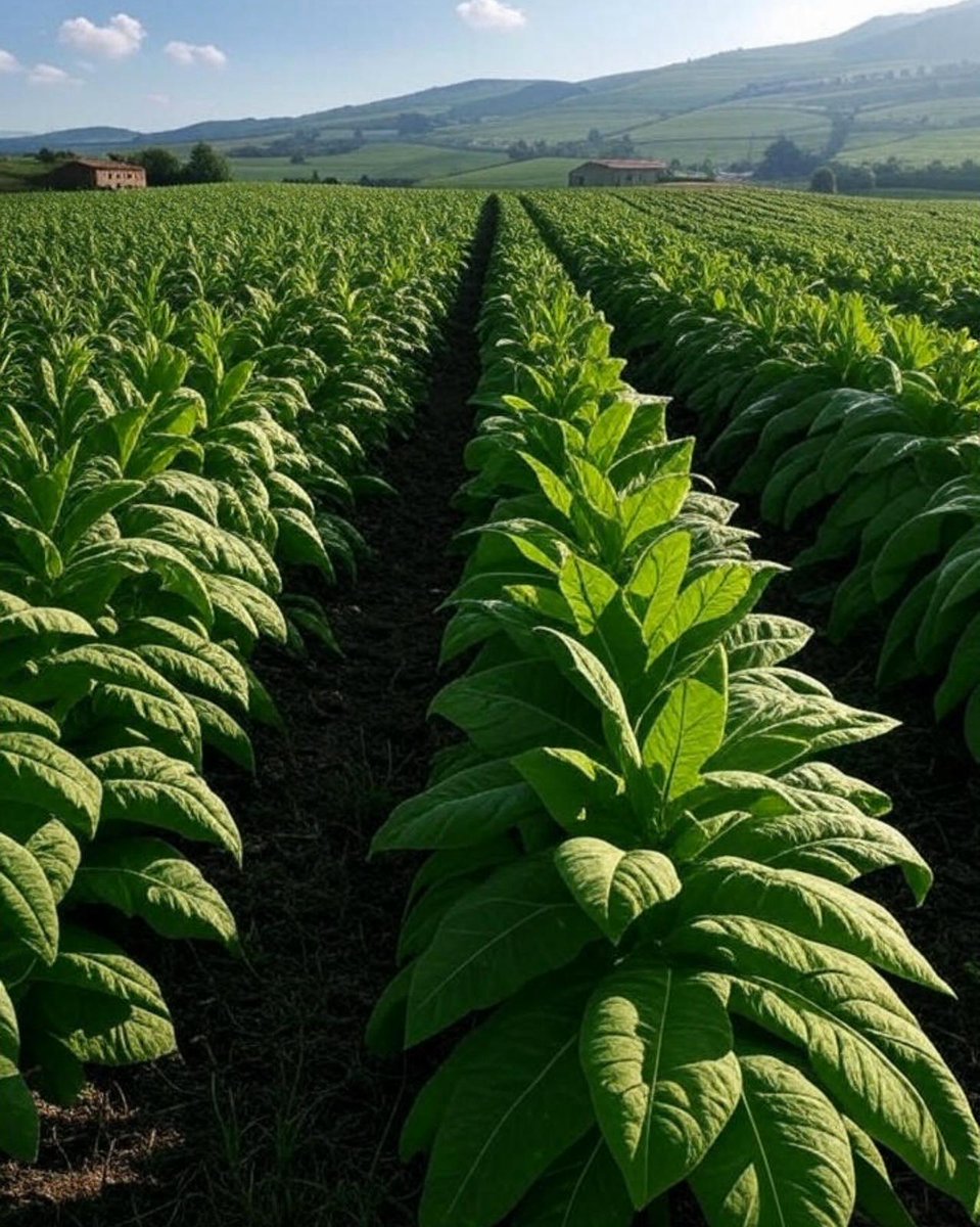 EU Reporter tweet media