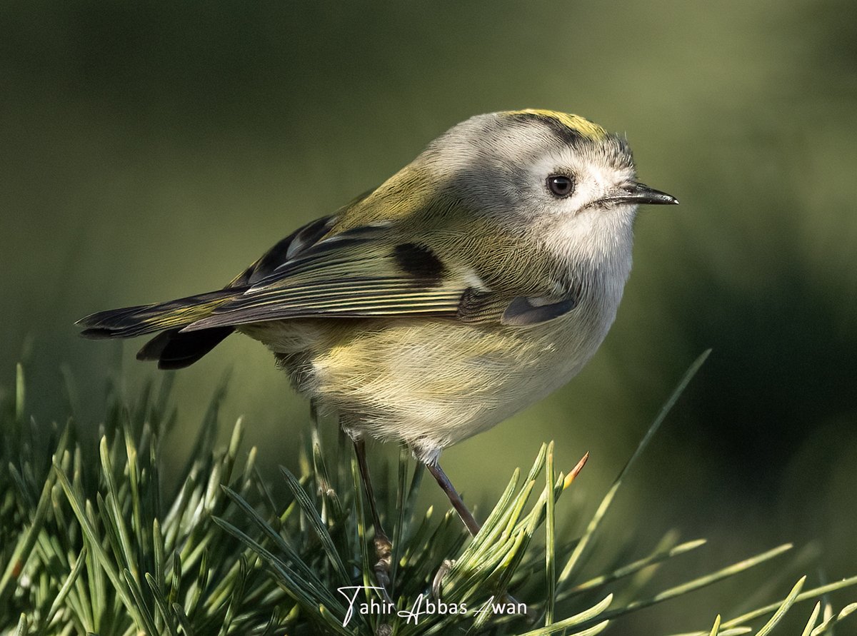 Tahir Abbas Awan tweet media