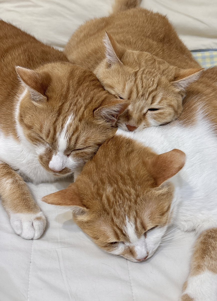 우동과 고명즈 tweet media