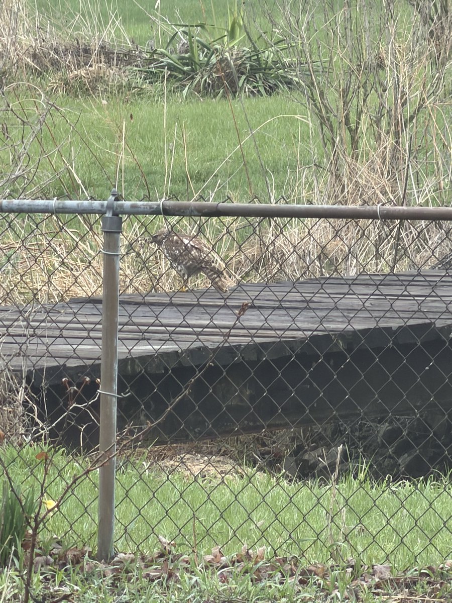 delrea_p's tweet image. The wildlife are in the backyard today. I need to take more pics hahah ! The hawk on our bridge was the highlight today though. Too bad I had to take it through glass. I didn't want to scare it if I opened the back door. #nature #backyard
