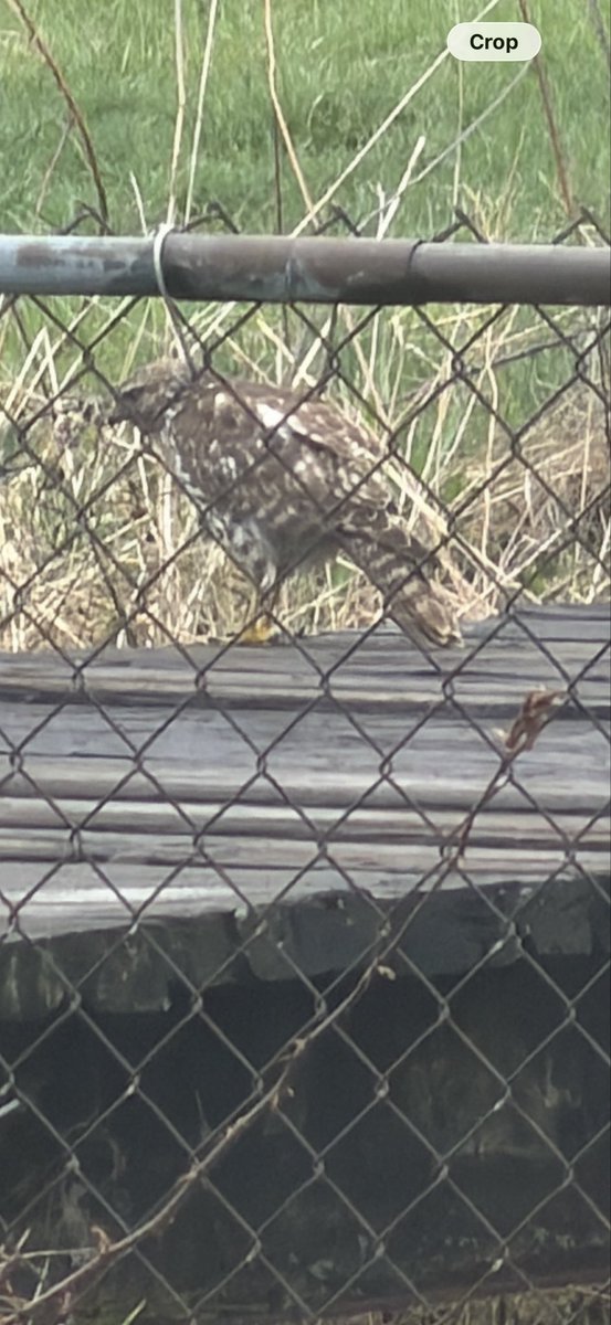 delrea_p's tweet image. The wildlife are in the backyard today. I need to take more pics hahah ! The hawk on our bridge was the highlight today though. Too bad I had to take it through glass. I didn't want to scare it if I opened the back door. #nature #backyard