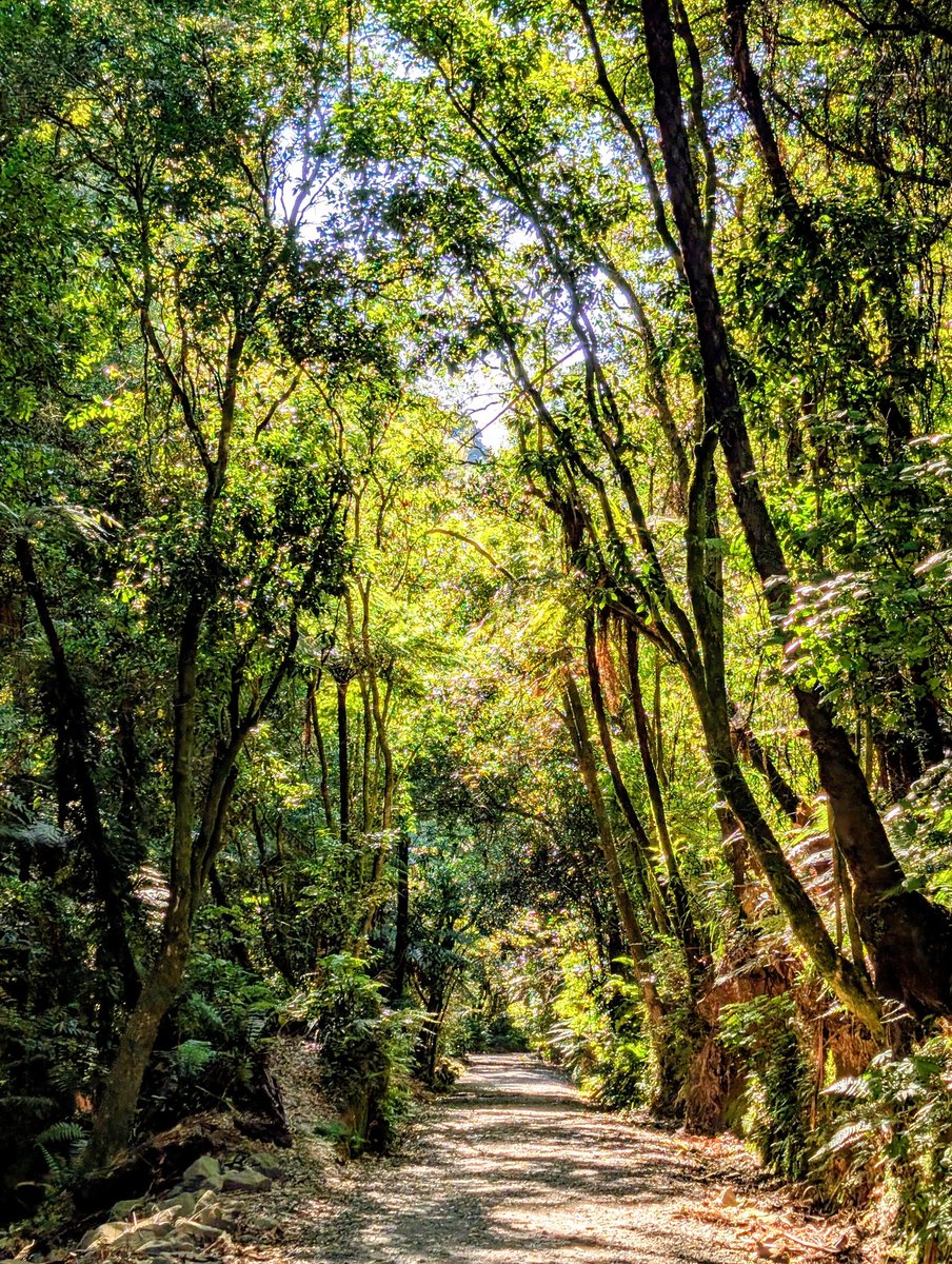 Forest in New zeland 
#newzeland #travel #voyage #forest #nature