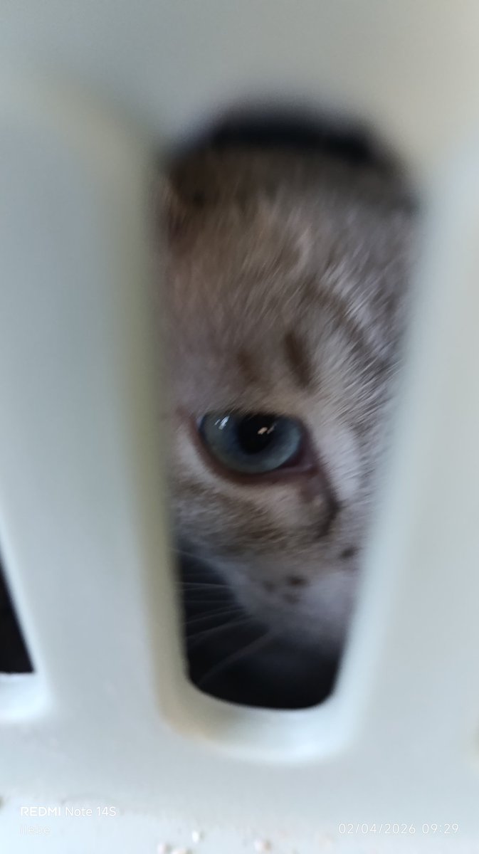 ilebe 🏃♀️🐈🐾🐕 tweet media