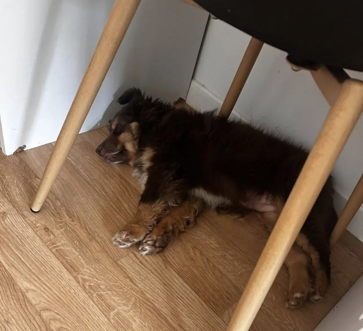 🇺🇦Реджина🍉нормисы за макаронного монстра tweet media