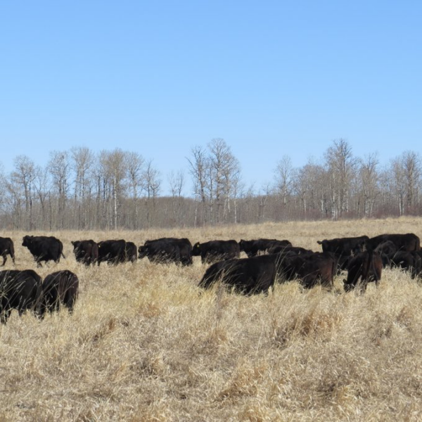 Beef Cattle Research Council tweet media