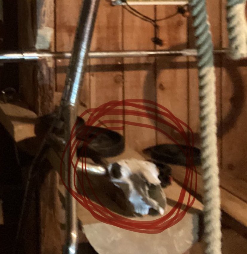 Fläskolle tweet media