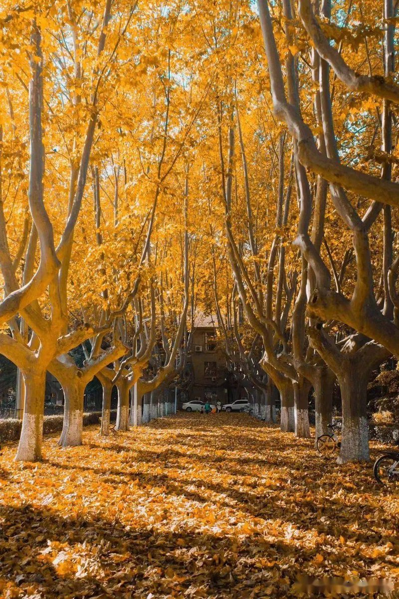 Stefanie elman tweet media