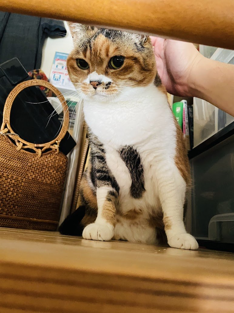 Tommy@StoryForElley tweet media